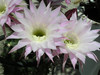 Bloemen van een cactus, Samos